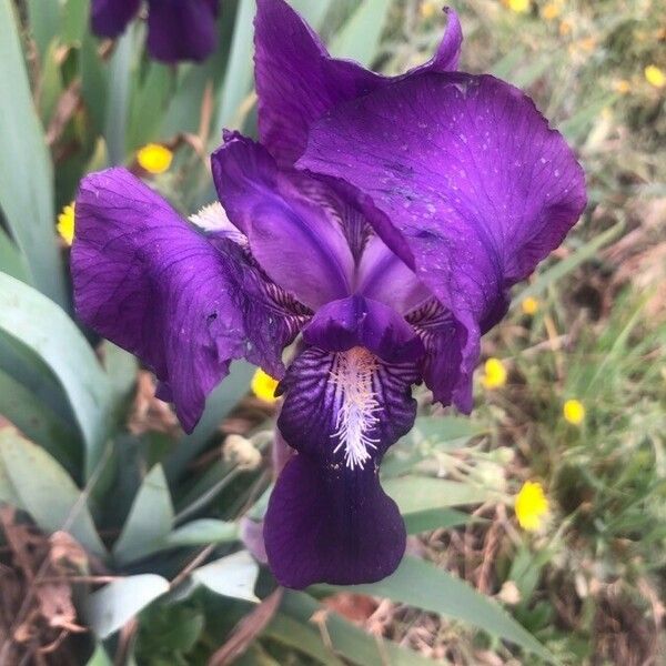Iris lutescens Květ