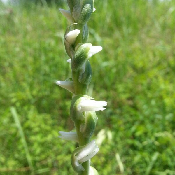 Spiranthes vernalis Flower