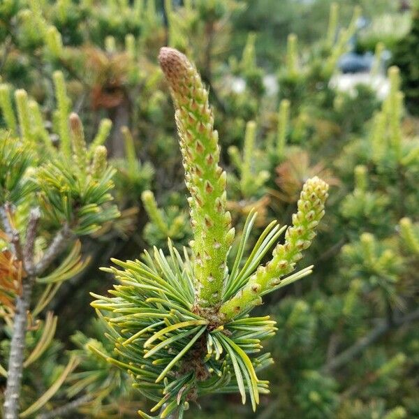 Pinus parviflora Máis