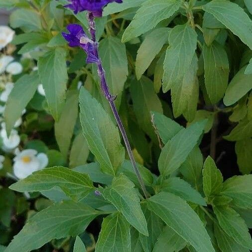 Salvia farinacea Habitus