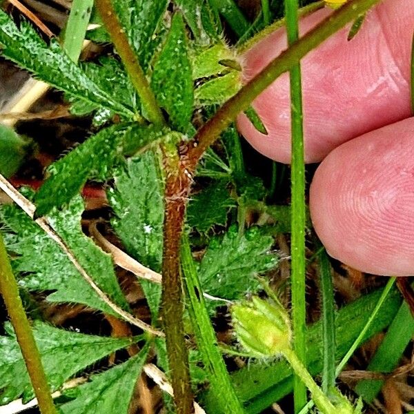 Potentilla thuringiaca 樹皮