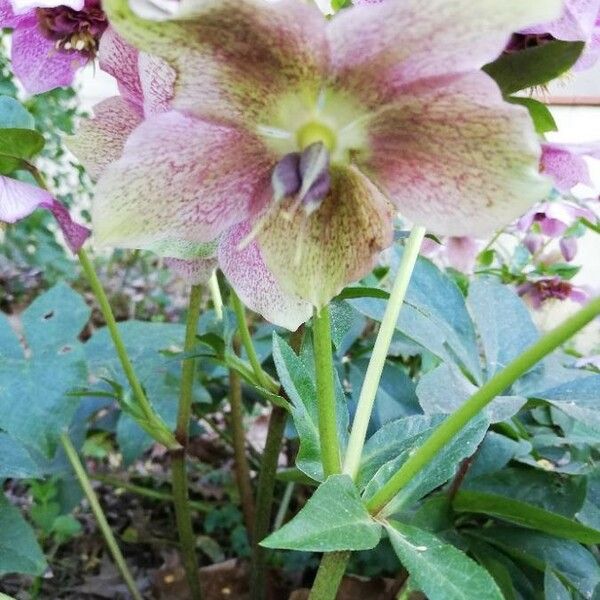 Helleborus orientalis Blomma