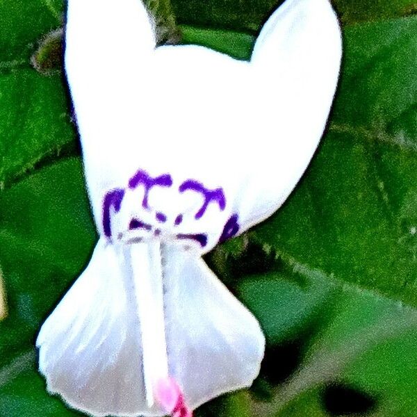 Hypoestes forskaolii Flower