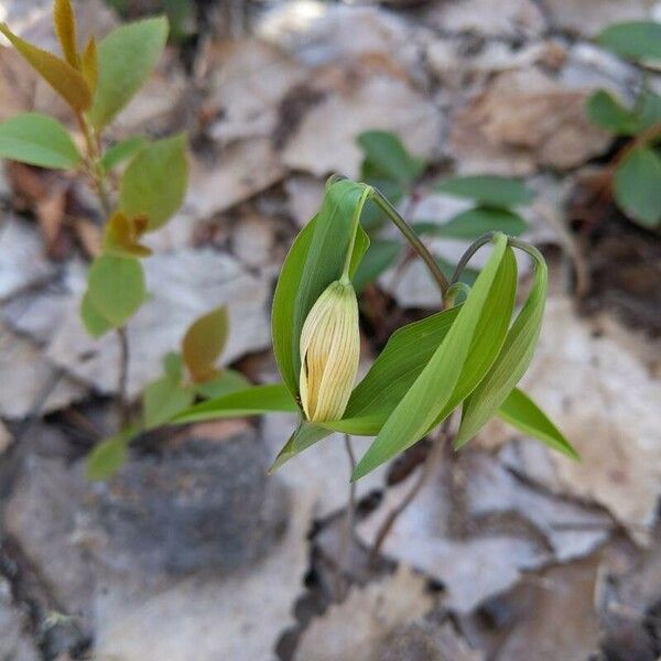 Uvularia sessilifolia Kvet