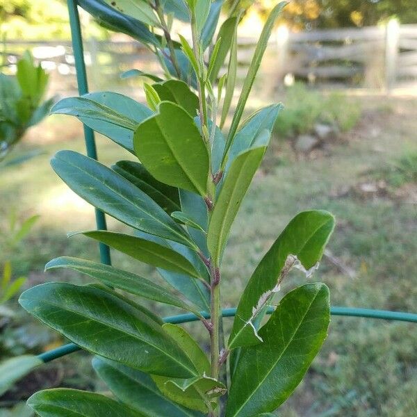 Ilex cassine Ліст