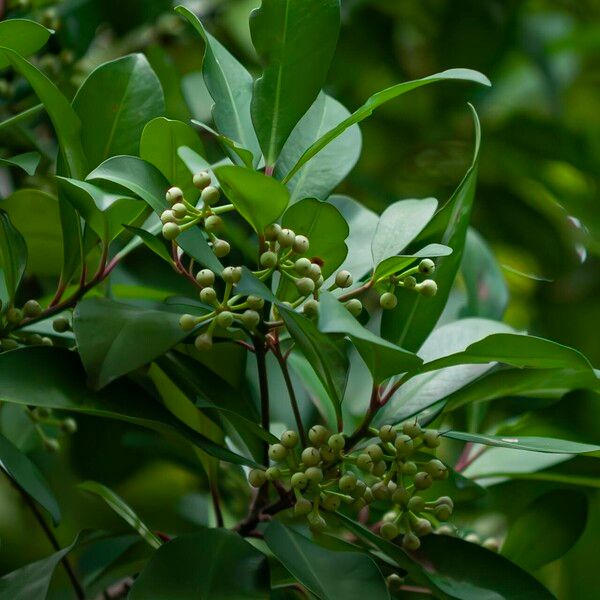 Ardisia elliptica Ovoce