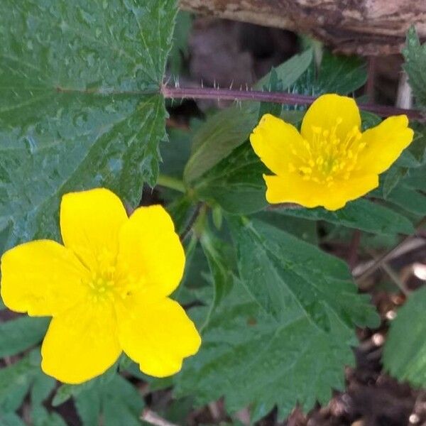 Anemonoides ranunculoides Flor