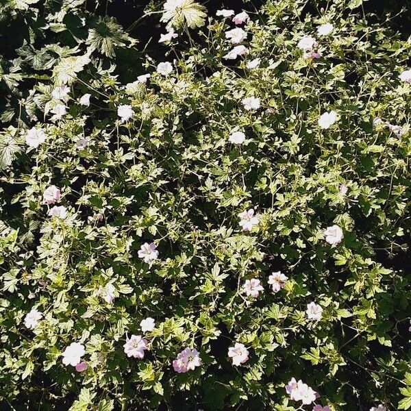 Geranium endressii Celota