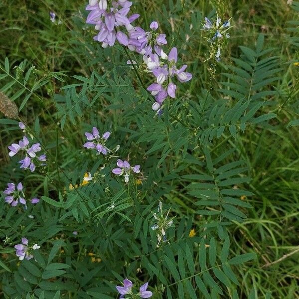 Galega officinalis عادت داشتن