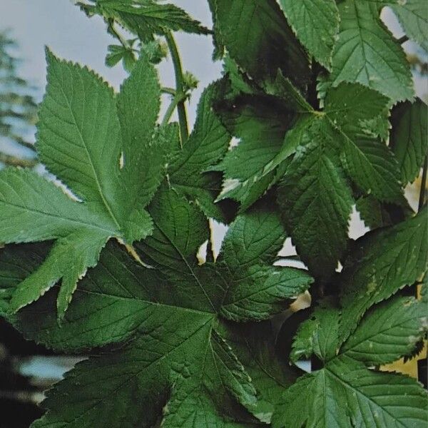 Humulus scandens Leaf