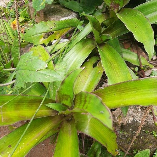 Callisia fragrans Лист