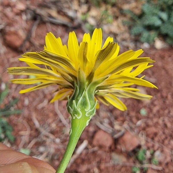 Reichardia picroides Kwiat