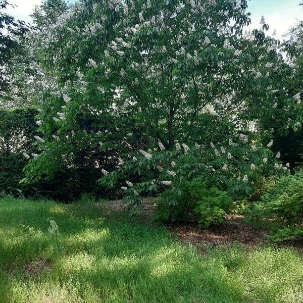 Aesculus indica Hábitos