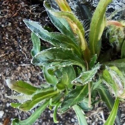 Campanula alpestris ഇല