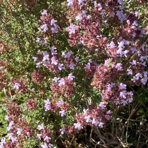 Thymus vulgaris موطن