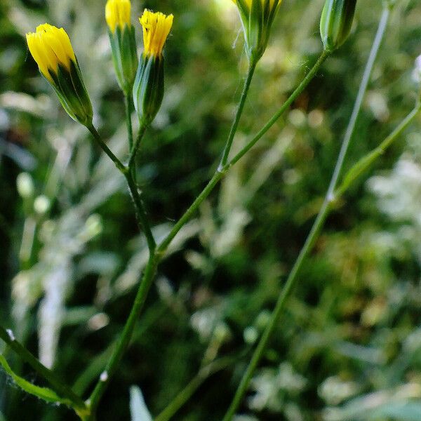 Lapsana communis Кветка