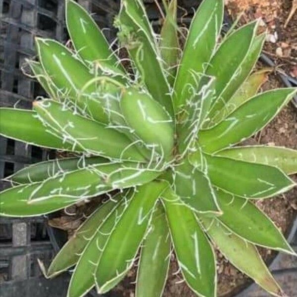 Agave filifera Lehti