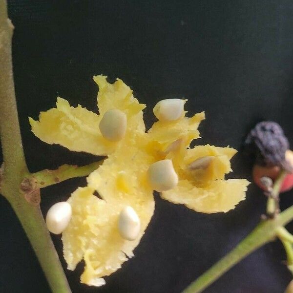 Siparuna guianensis Fruit