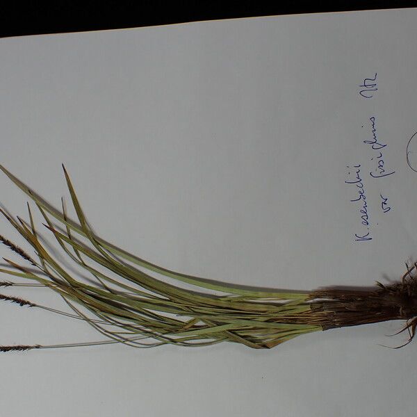 Carex esenbeckii Other