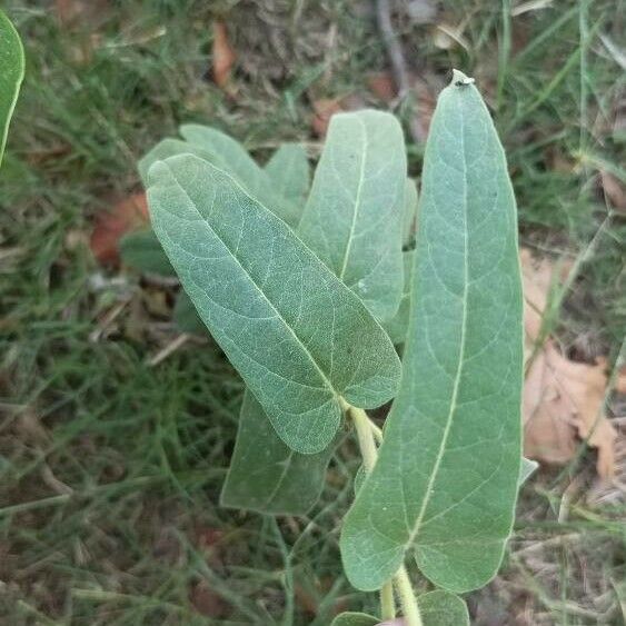 Oxypetalum solanoides Folla