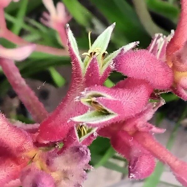 Anigozanthos flavidus Flower