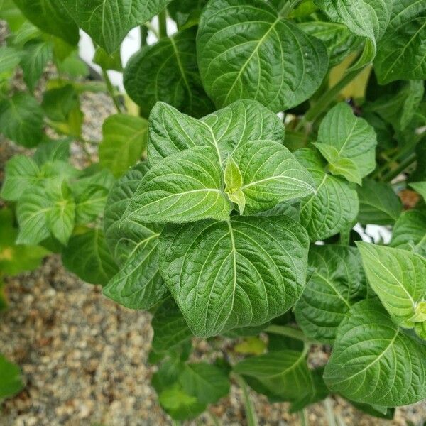 Hypoestes aristata Leaf