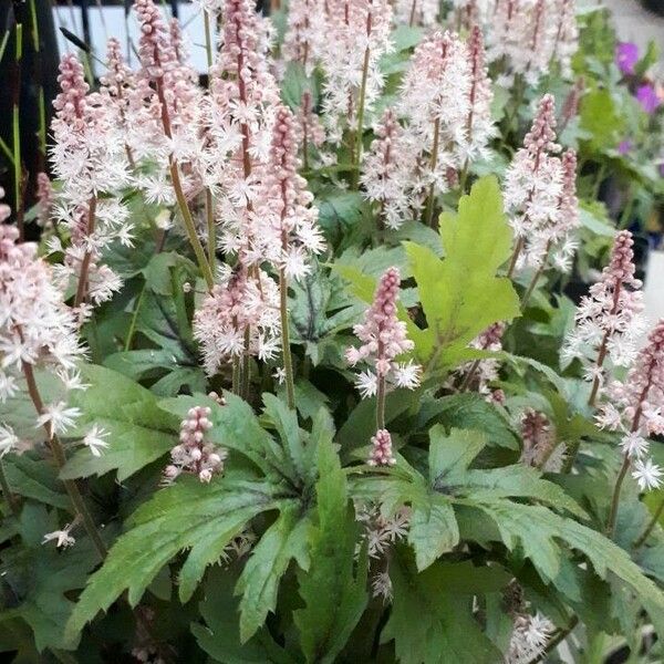 Tiarella cordifolia Flower