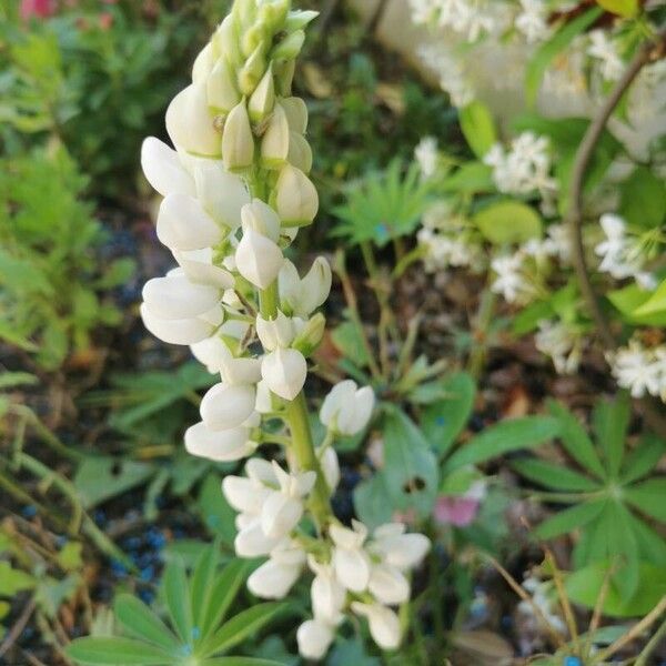 Lupinus albus Flower