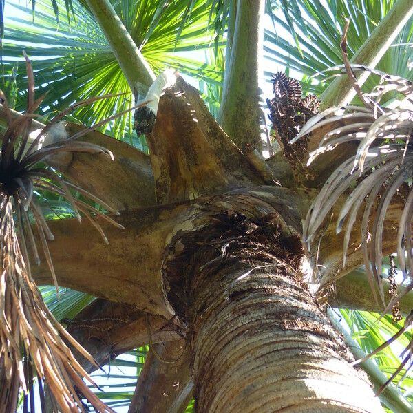 Mauritia flexuosa Leaf