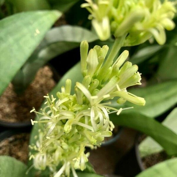 Sansevieria masoniana Cvet