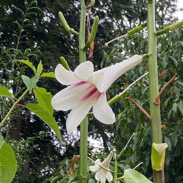 Cardiocrinum giganteum Цвят