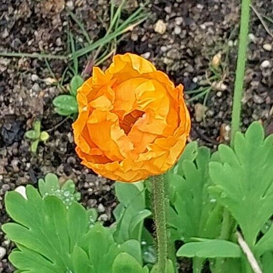 Papaver croceum 花