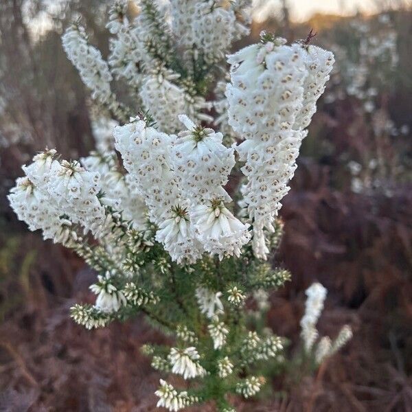 Epacris impressa Flower