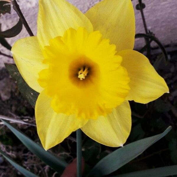 Narcissus pseudonarcissus Цветок