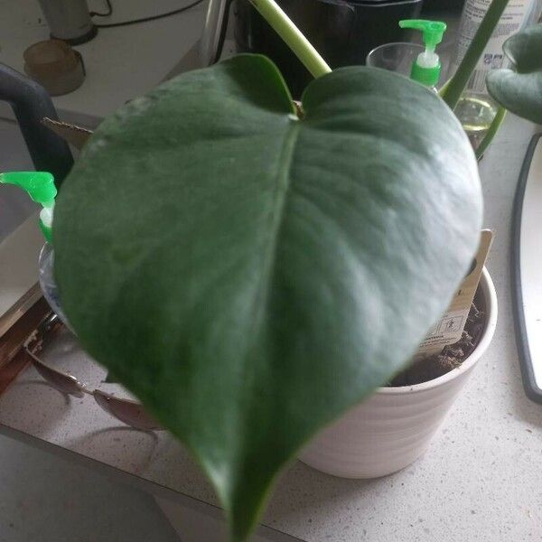 Philodendron hederaceum Levél