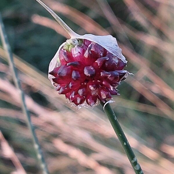 Allium vineale Flor