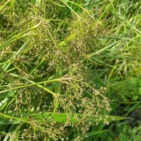 Scirpus sylvaticus Flower