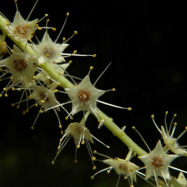 Terminalia bentzoe Lorea