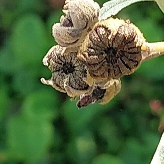 Althaea cannabina Fruct