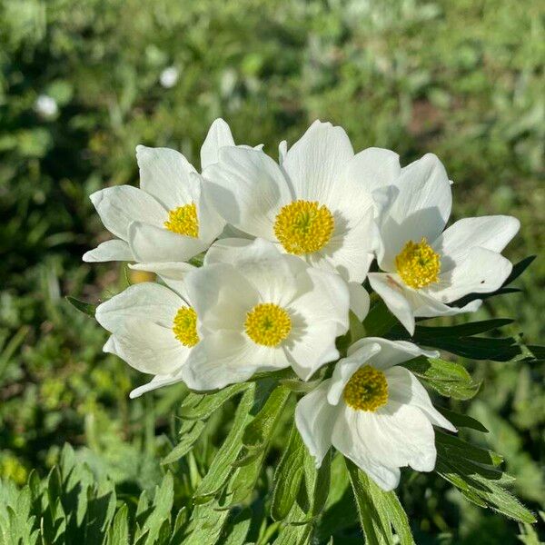 Anemone narcissiflora പുഷ്പം