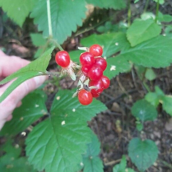 Rubus saxatilis 果實