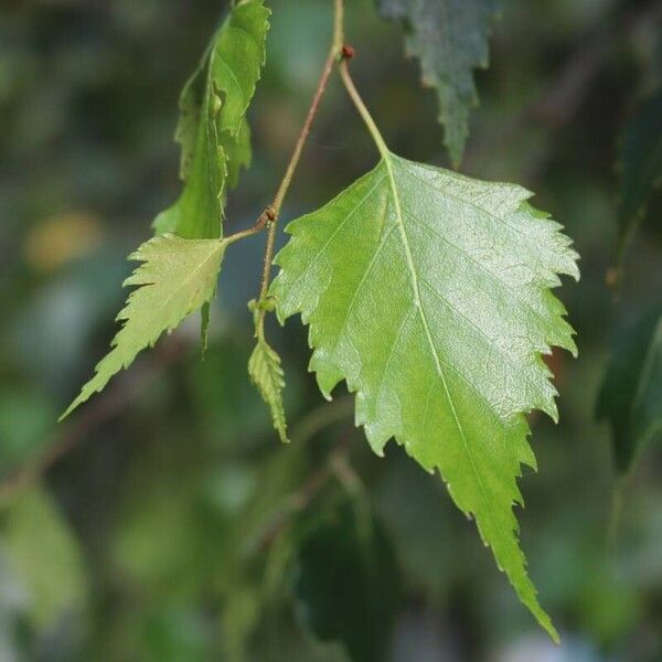 Betula pendula Levél