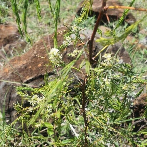 Asparagus africanus Flower