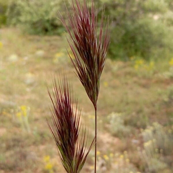 Bromus rubens Floro