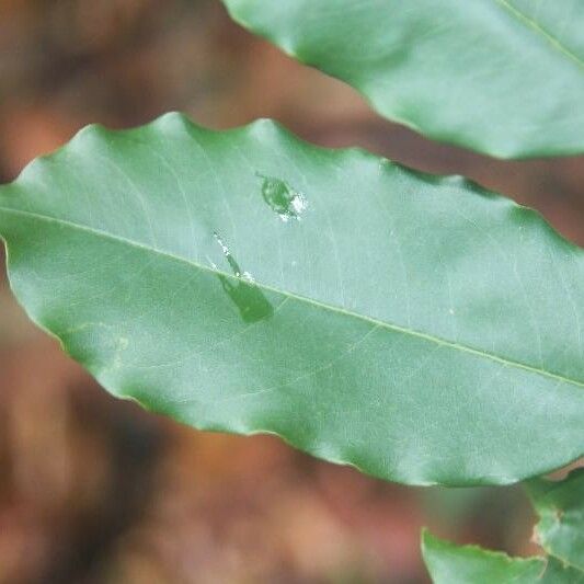 Andira inermis Blad