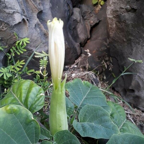 Datura inoxia Kukka