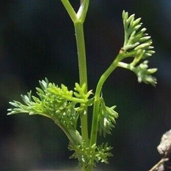 Scandix pecten-veneris Leaf