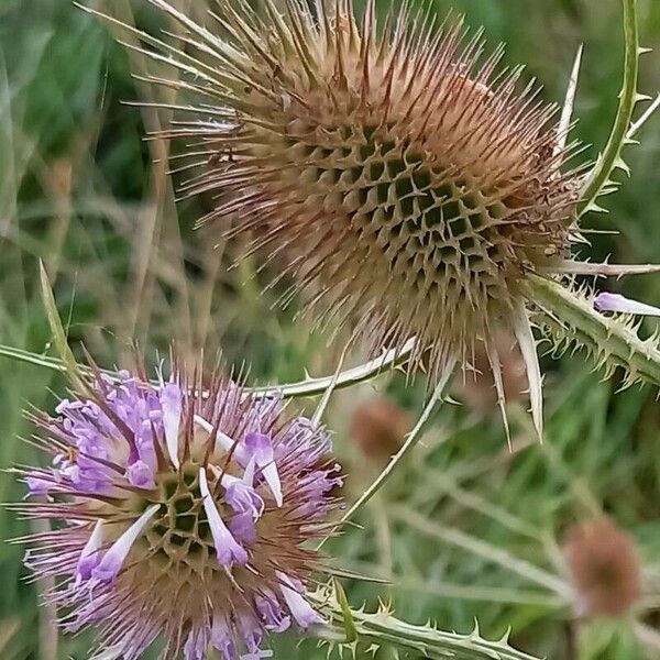 Dipsacus fullonum Blüte