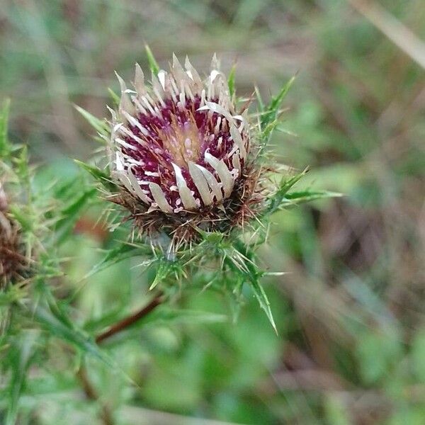 Carlina vulgaris Квітка