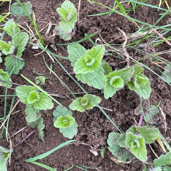 Veronica chamaedrys Leaf